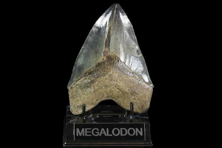 Serrated, Fossil Megalodon Tooth - South Carolina #95305
